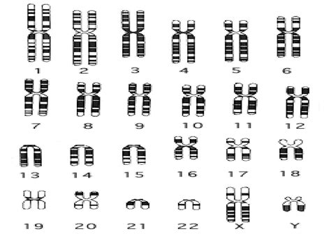 Human Chromosomes : Biological Science Picture Directory – Pulpbits.net