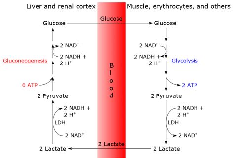 Conversion of Glucose to Lactic Acid