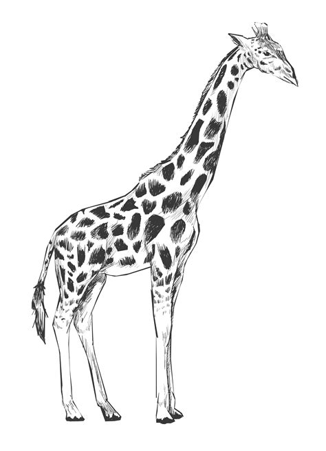 Illustration drawing style of giraffe - Download Free Vectors, Clipart Graphics & Vector Art