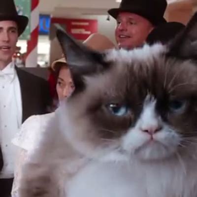 The 5 Best Moments From the Grumpy Cat Movie Trailer - Catster