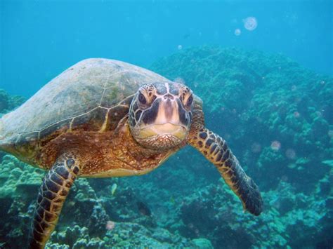 Best Summer Snorkeling At Kauai's Tunnels Beach | Kauai.com