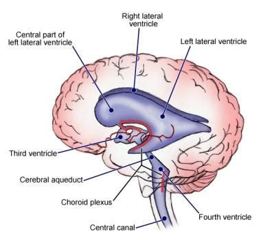 Ventricles of the Brain: Overview, Gross Anatomy, Microscopic Anatomy