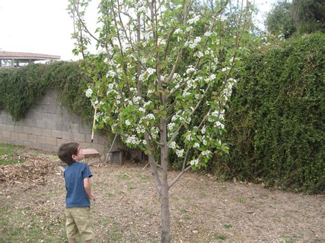 Keiffer Pear Tree | Fast growing shade trees, Dwarf trees, Native garden