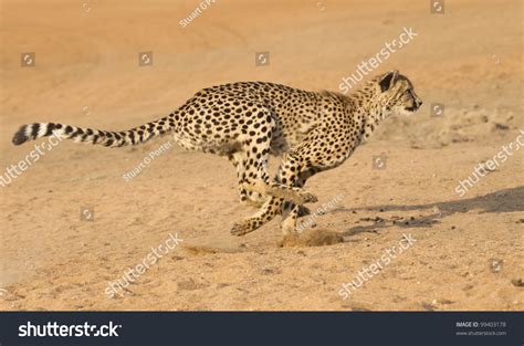 Cheetah (Acinonyx Jubatus) Running, South Africa Stock Photo 99403178 : Shutterstock