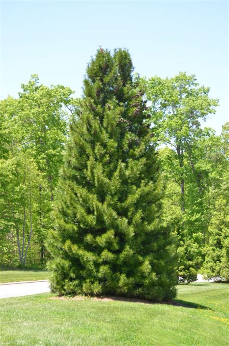 Umbrella Pine—A Conifer Collector’s Dream Plant | What Grows There ...