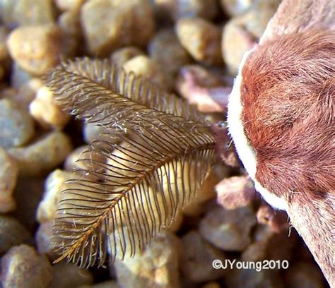 South African Photographs: Insect antennae