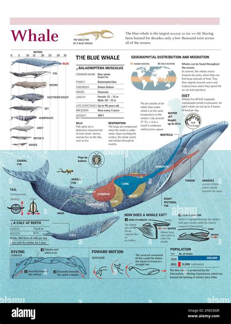 Infographic on the anatomy, habitat, diet and breeding of the blue whale. [Adobe Illustrator ...