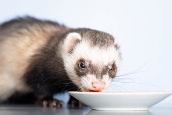 Homemade Ferret Food Recipes - Homemade Ftempo