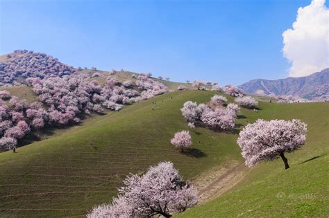 Majestic and stunning sea of apricot blossom in China – Vuing.com