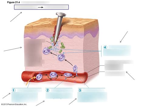 Phagocyte mobilization Diagram | Quizlet