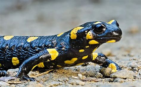 Fire Salamander | The Animal Facts | Appearance, Diet, Habitat, Behavior