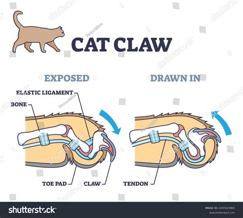 Cat Claw Anatomy Exposed Drawn Pose Stock Vector (Royalty Free ...