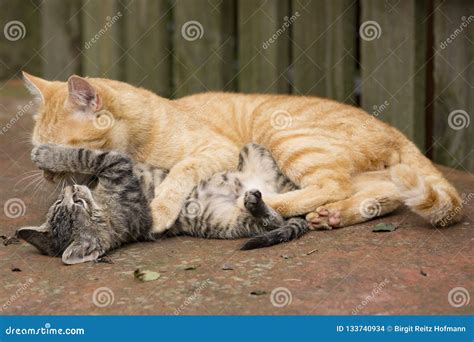 Orange Cat Plays with Kitten Stock Photo - Image of nature, young: 133740934