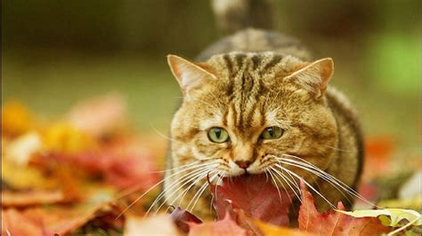 Cat autumn leaves wallpaper | 1920x1080 | #12134