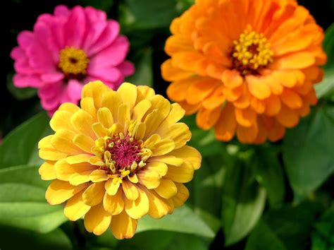 Popular Zinnia Varieties: Different Types Of Zinnia Flowers For The Garden