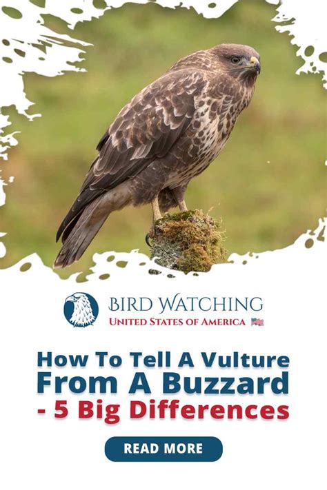 How To Tell a Vulture from A Buzzard? 8 Big Differences!