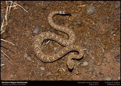 Baby mojave rattlesnake « Phoenix Snake Removal