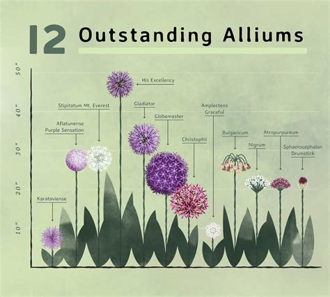 Types Of Allium Flower