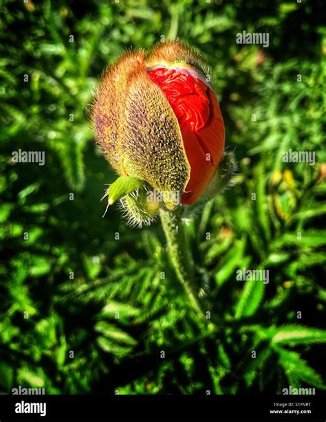 Cocaine flower hi-res stock photography and images - Alamy