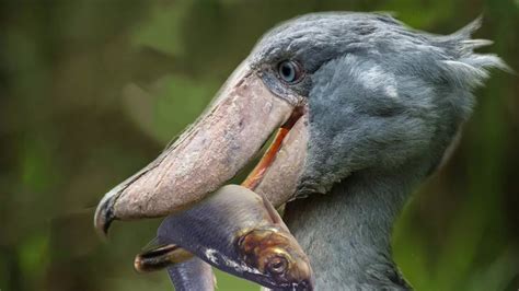 The bird are known as modern dinosaur - Shoebill - YouTube