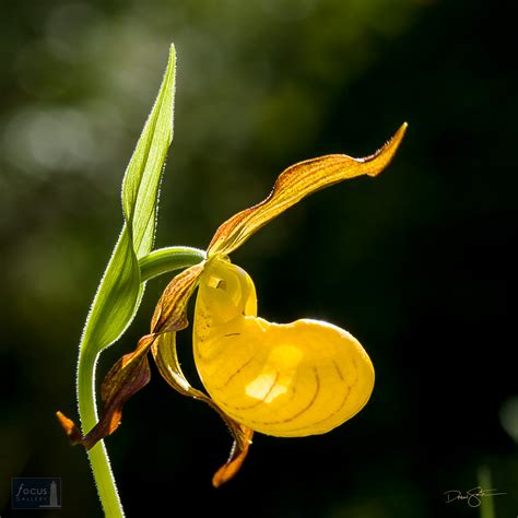 Yellow Lady's Slipper Orchid | Sleeping Bear Dunes National Lakeshore, Michigan | Focus Gallery ...