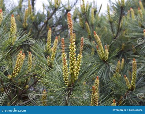 Pine Japanese stock photo. Image of sprouts, wood, nature - 93330240