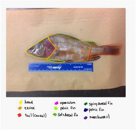 Perch Internal Anatomy - Anatomical Charts & Posters