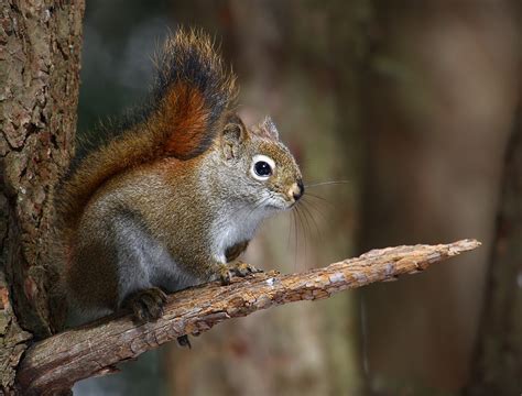 American red squirrel - Wikipedia