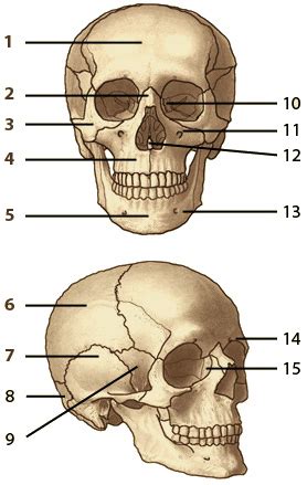 Free Anatomy Quiz - The Axial Skeleton, Quiz 2