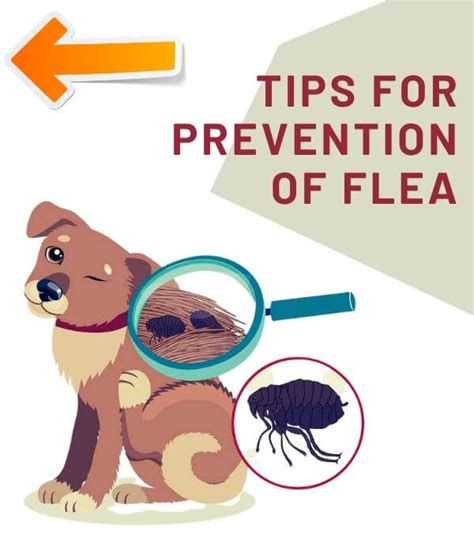 Flea Control Brisbane | 0482074889 | #1 Best Expert Flea Disinfestation