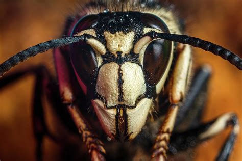 Gorgeous Bald Faced Hornet Queen Photograph by Aron Sanzio | Fine Art America