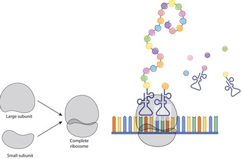 The ribosome and translation | Learn Science at Scitable