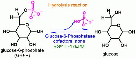 Glucose 6 Phosphate