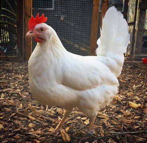 Leghorn Chicken: Eggs, Height, Size and Raising Tips