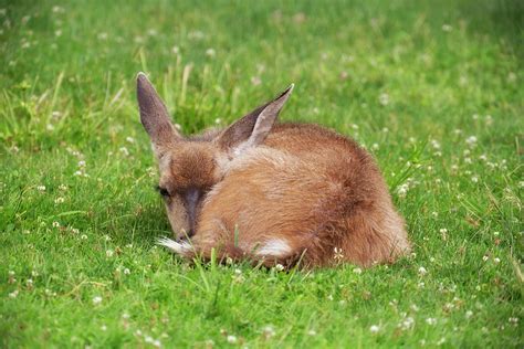 Sleepy Baby - Deer Photograph by Alinna Lee - Fine Art America