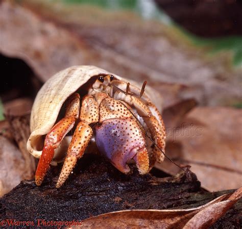 Land hermit crab photo - WP22617