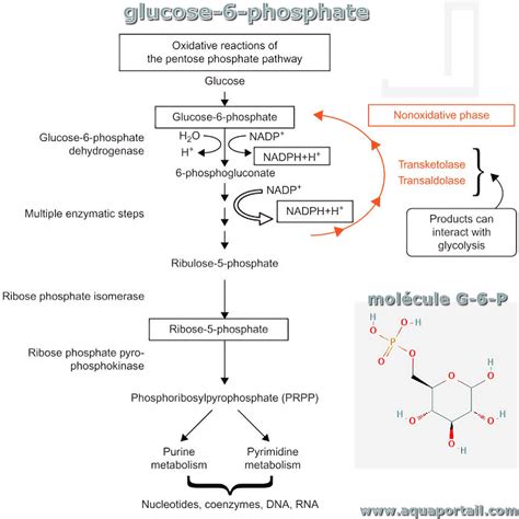 Glucose Phosphate Central To Glucose Metabolism Epomedicine, 40% OFF