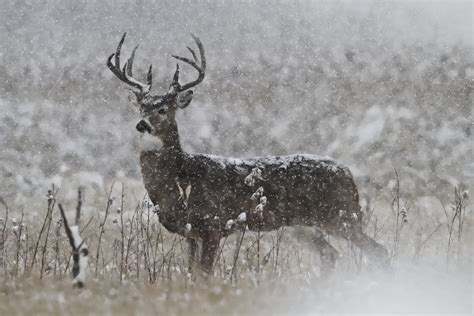 Deer in Snow Wallpaper - WallpaperSafari