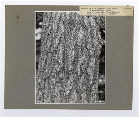 Tree Identification - Pine, Limber, National Forest Service photograph. - NARA & DVIDS Public ...