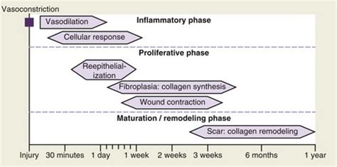 22: Secondary Revision of Soft Tissue Injury | Pocket Dentistry