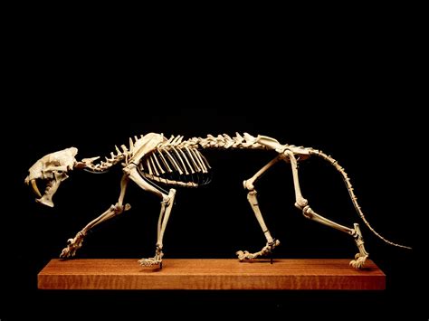 A Sabre-Toothed Tiger Skeleton Is Going Up For Auction This Month | Tatler Asia