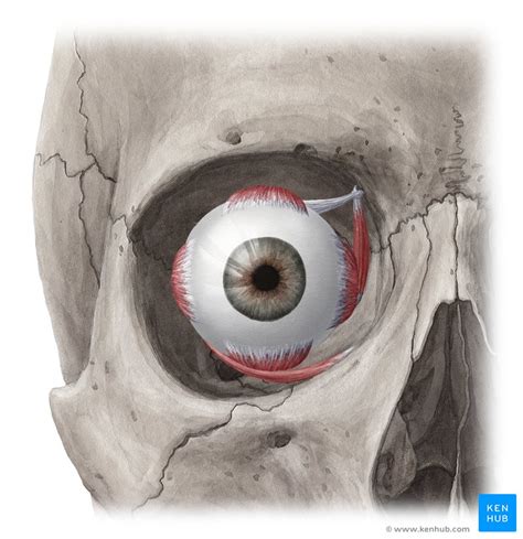 Muscles of the Orbit - Anatomy and Neurovascular Supply | Kenhub