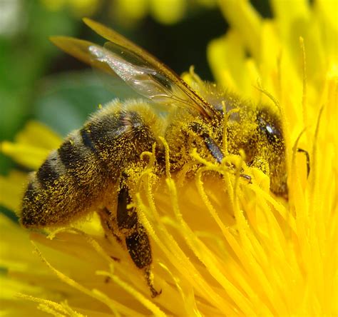 File:Pollination Bee Dandelion Zoom.JPG - Wikimedia Commons