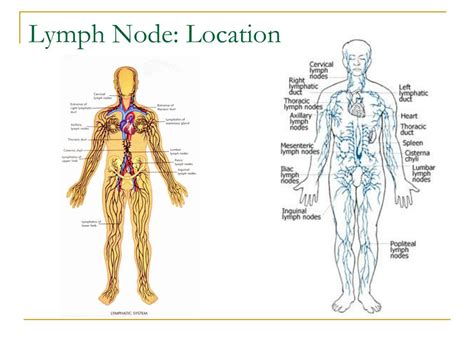 Lymph Node Gross Anatomy