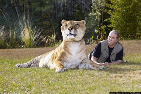 Hercules, 922-Pound Liger, Is The World's Largest Living Cat (PHOTOS ...