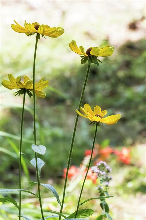 Mellow Yellow Flowers, No. 3 Photograph by Belinda Greb