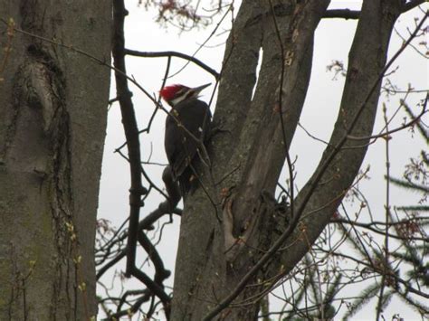 Pileated Woodpecker Returns — Michigan Backyard Journal