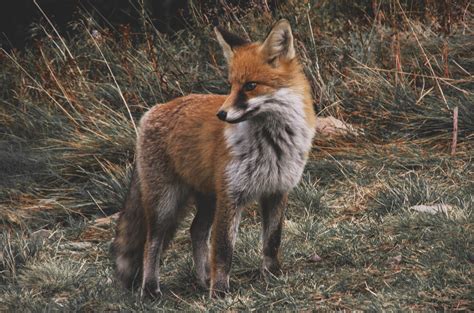 Rare Sierra Nevada red foxes survive massive Dixie fire that burned habitat