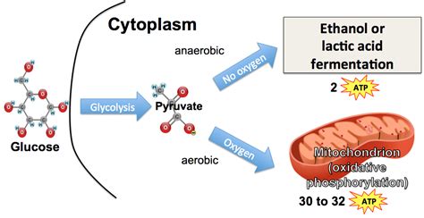 14+ Anaerobic Cellular Respiration Diagram - ElahCalina