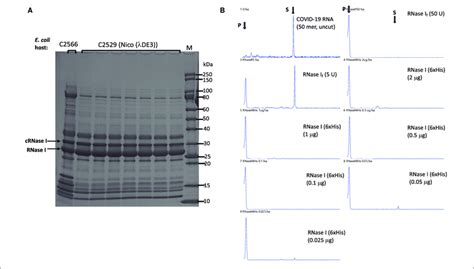 | Purification of RNase I (6×His) and RNase activity assay. (A)... | Download Scientific Diagram